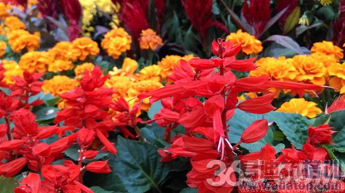 ����MX4/HTC820�Ա����⣺������MT6595