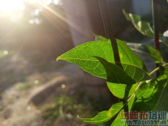 ����MX4���������ƪ���۸���걬С��4 ����ֱ׷MX4 Pro