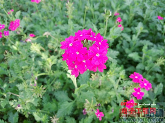 魅族MX4/IUNI U3对比评测:魅族MX4Pro2K屏是否值得期待?