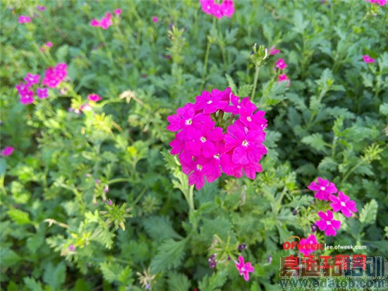 魅族MX4/IUNI U3对比评测:魅族MX4Pro2K屏是否值得期待?