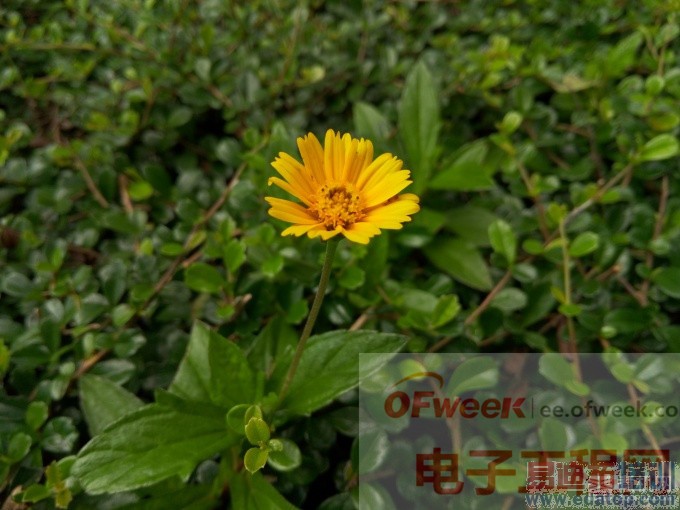 ����MX4ȫ�����鱨�� ������