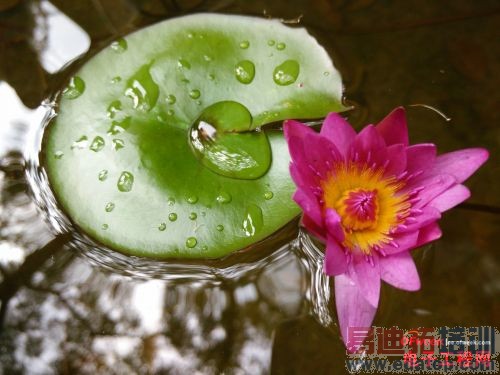 小米4/锤子T1围剿魅族MX4 四大国产旗舰对比评测