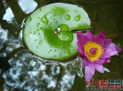 小米4/锤子T1围剿魅族MX4 四大国产旗舰对比评测