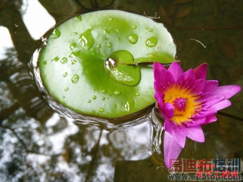 小米4/锤子T1围剿魅族MX4 四大国产旗舰对比评测