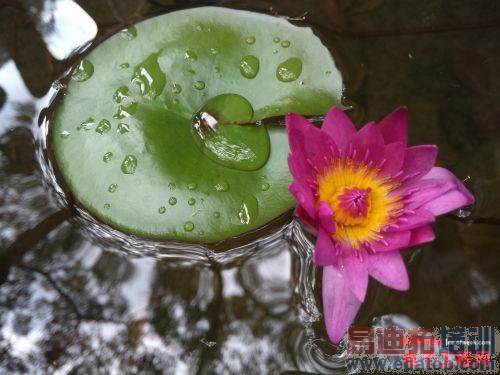 小米4/锤子T1围剿魅族MX4 四大国产旗舰对比评测