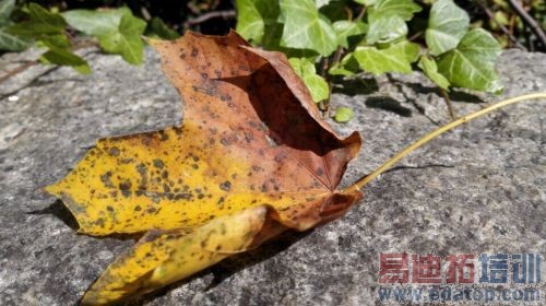 Mate7��������ⱨ�棺��Ϊ��õ��콢 ������ʿ��ѡ