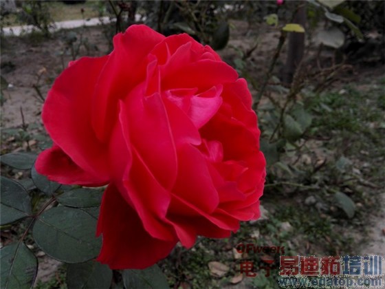 ����MX4ProС��4/Mate7/Note4Ҳû�� ��Ϊ��ҫ6�������������