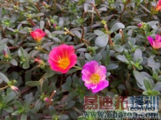 ����MX4��С��4���նԱȣ�����˭�ܸ�ʤһ�