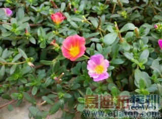 ����MX4��С��4���նԱȣ�����˭�ܸ�ʤһ�