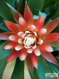 ����MX4��С��4���նԱȣ�����˭�ܸ�ʤһ�