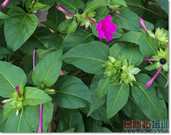 iPhone6������������߱���