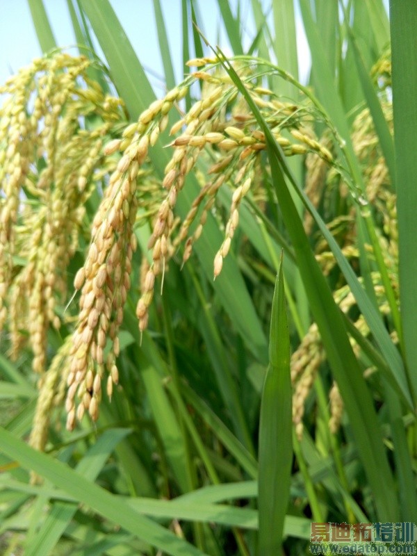 ��ΪMate7���նԱ�����MX4��1300���ܷ���Ϯ2070�����أ�