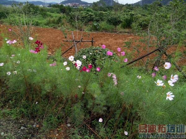 ��ΪMate7���նԱ�����MX4��1300���ܷ���Ϯ2070�����أ�