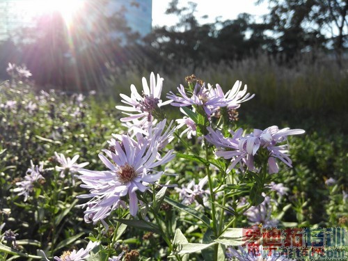 ��ΪMate7/����MX4���նԱ����⣺����MX4 proֵ���ڴ���