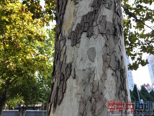 ��ΪMate7/����MX4���նԱ����⣺����MX4 proֵ���ڴ���