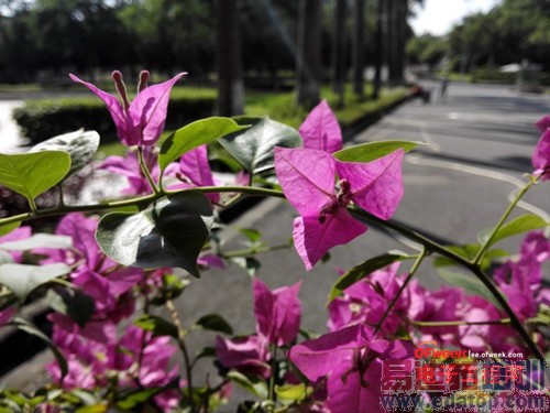 华为Mate7/iPhone6 Plus对比评测:大屏+指纹识别 秒杀小米4魅族MX4