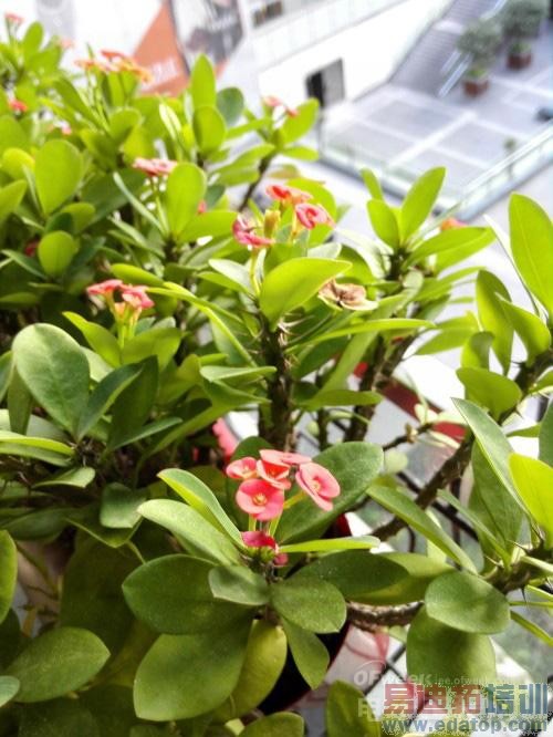 商务典范华为Mate7上手评测:魅族MX4 Pro弃用海思芯明智吗?