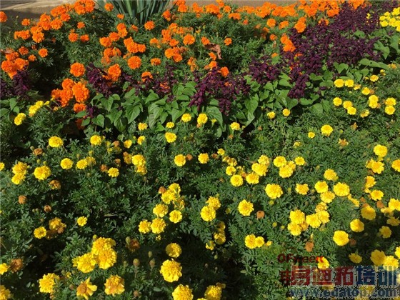 ����ͷ֮����iPhone6 Plus�Ա�����Note4 ��˦��ΪMate7/HTC