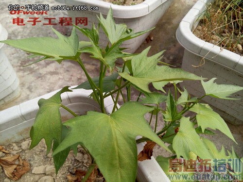 ���������⡿ϵͳ���º������MX4���ڴ��콢Pro ֱ��С��4��ΪMate7