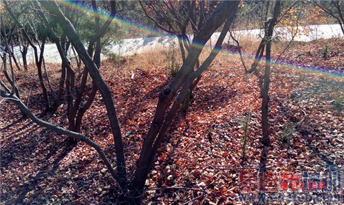 魅族MX4 Pro还需要出手吗?MX4对比荣耀6全面评测(附曝光)