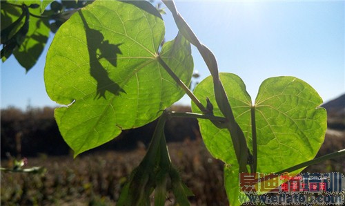 魅族MX4 Pro还需要出手吗?MX4对比荣耀6全面评测(附曝光)