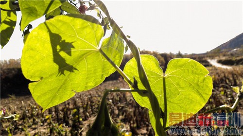 魅族MX4 Pro还需要出手吗?MX4对比荣耀6全面评测(附曝光)