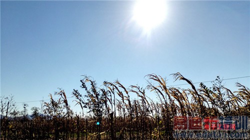 魅族MX4 Pro还需要出手吗?MX4对比荣耀6全面评测(附曝光)