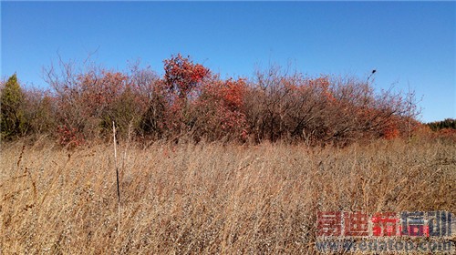 魅族MX4 Pro还需要出手吗?MX4对比荣耀6全面评测(附曝光)