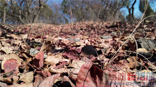 魅族MX4 Pro还需要出手吗?MX4对比荣耀6全面评测(附曝光)