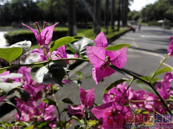 华为Mate7对比谷歌Nexus6评测 YunOS版魅族MX4/Pro该醒了