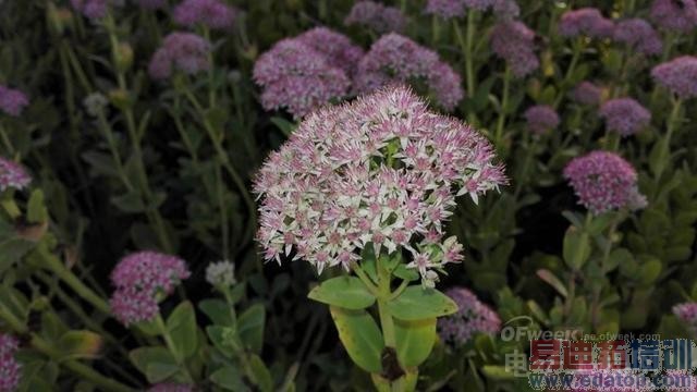 ��ΪMate7�������飺Ϊ������� ��֮������NO.1