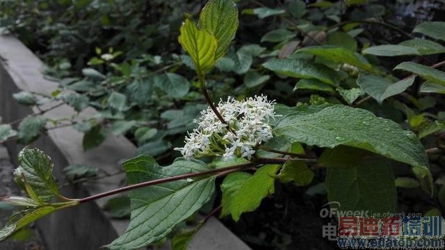 ��ΪMate7�������飺Ϊ������� ��֮������NO.1