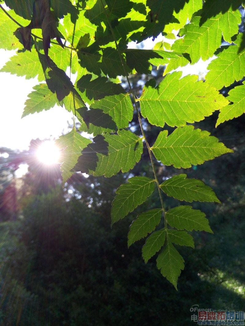 ����MX4�������鱨�棺����2070W����ͷ���ջ� �ڴ�MX4 Pro