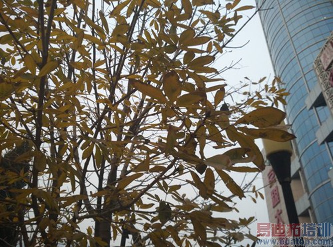 ����MX4 Proȫ��PKС��4��ս������ ��������