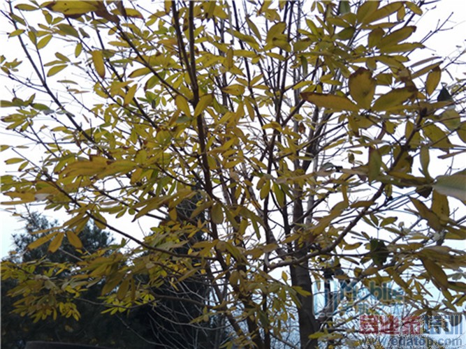 ����MX4 Proȫ��PKС��4��ս������ ��������