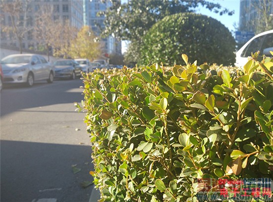 ����MX4 Pro���ܸ��ã�MX4/С��4/��ҫ6�Ա�����̽��