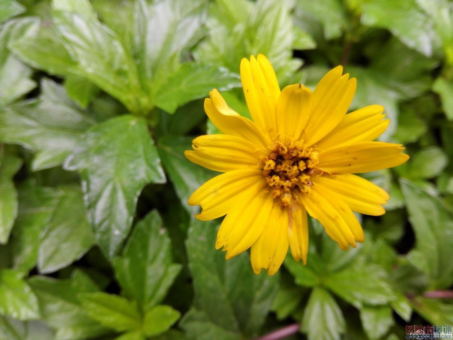 Ʒζ��ΪMate7��ָ��ʶ��˼о ����MX4 Pro��γ�Խ��