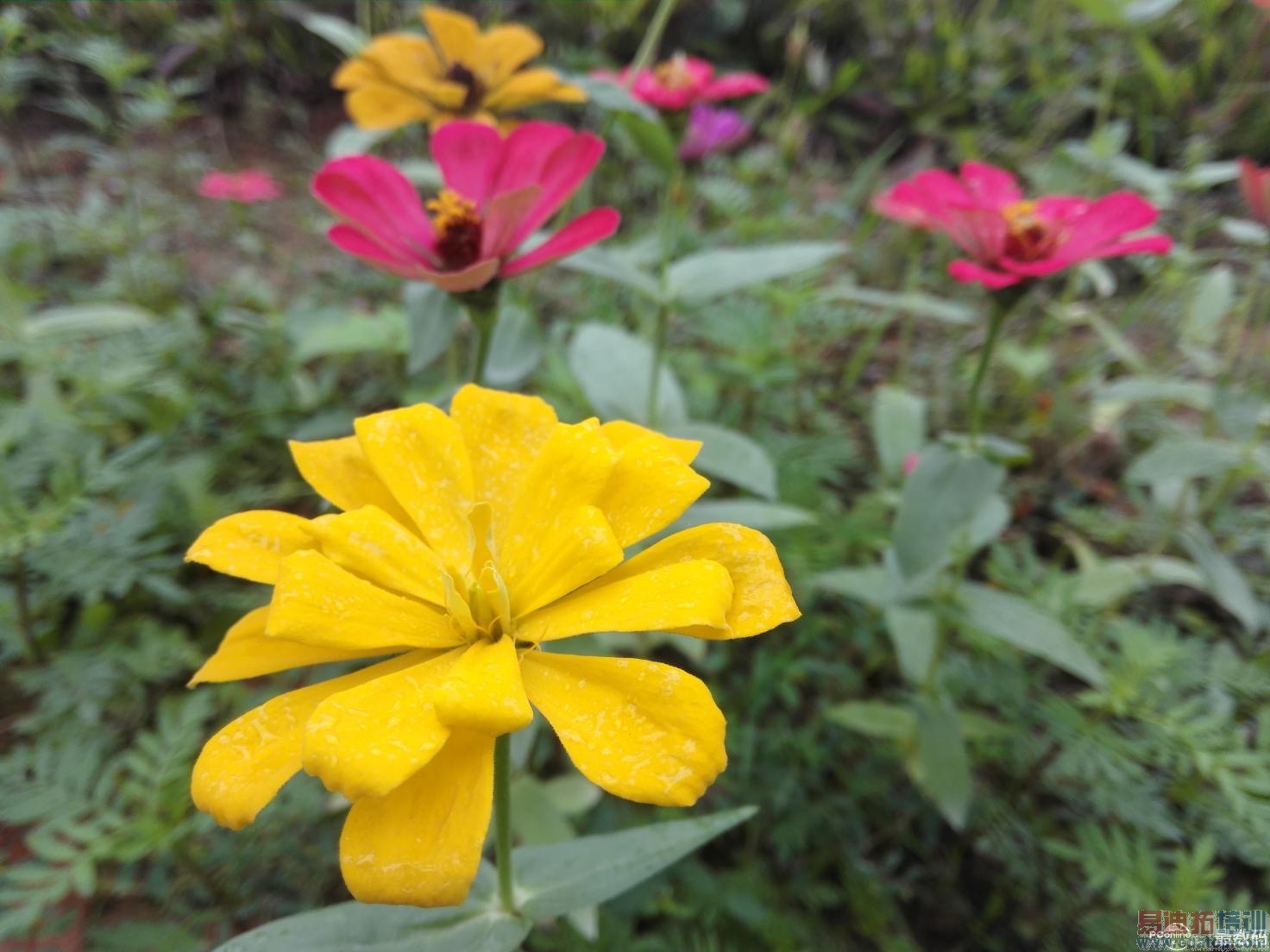 Ʒζ��ΪMate7��ָ��ʶ��˼о ����MX4 Pro��γ�Խ��