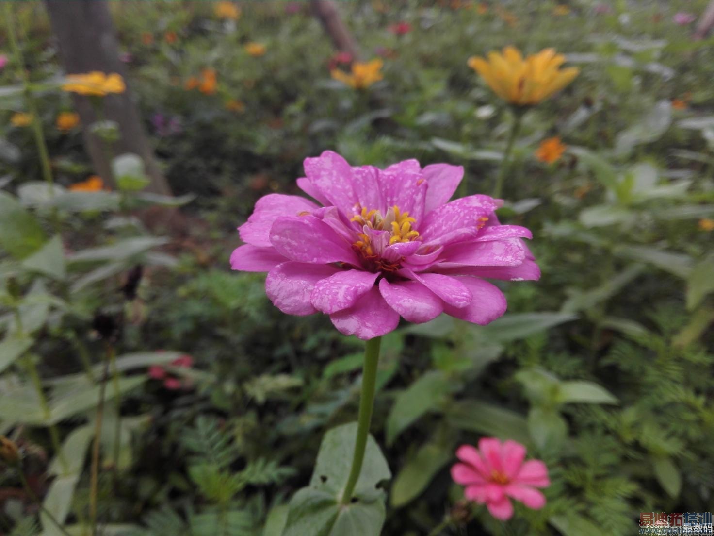 Ʒζ��ΪMate7��ָ��ʶ��˼о ����MX4 Pro��γ�Խ��