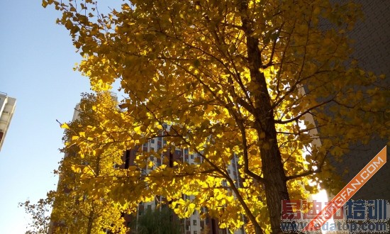 ����������MX4���⣺Լ��MX4 Pro ����������������Ϯ