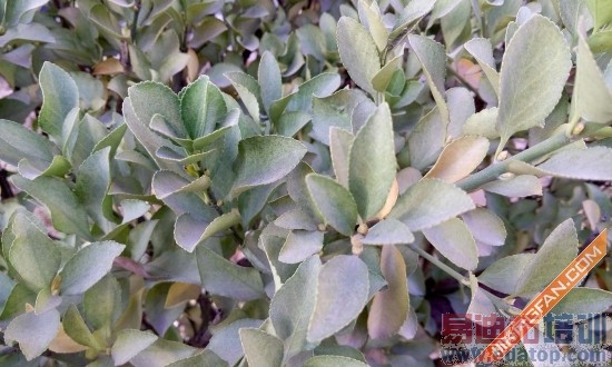 ����������MX4���⣺Լ��MX4 Pro ����������������Ϯ