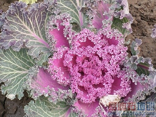 4.85mm����64λ�˺�4G�� OPPO R5����_�ֻ�����_�ֻ��й�#p4569��37��ͼ