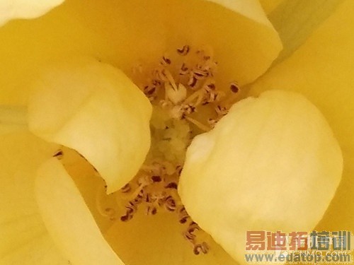 4.85mm����64λ�˺�4G�� OPPO R5����_�ֻ�����_�ֻ��й�#p4569��44��ͼ