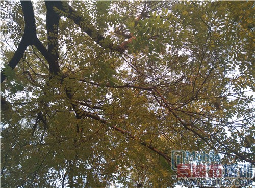 ����MX4 Pro��ռ��ͷ С��4�������2014��ȹ����������ϣ�