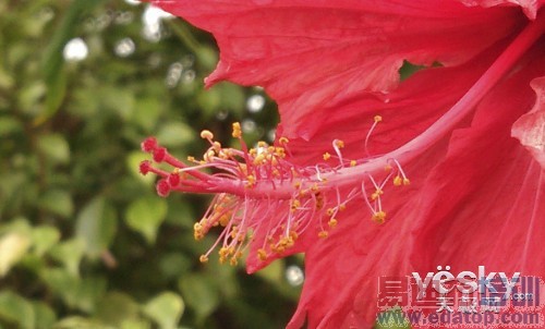 ���ջ���һ������ĸ��� nubia Z7��������