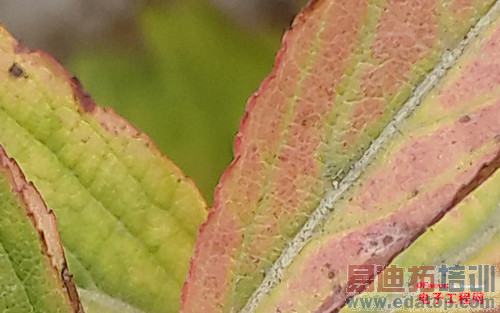 ����MX4Pro���ֵ��Լ��