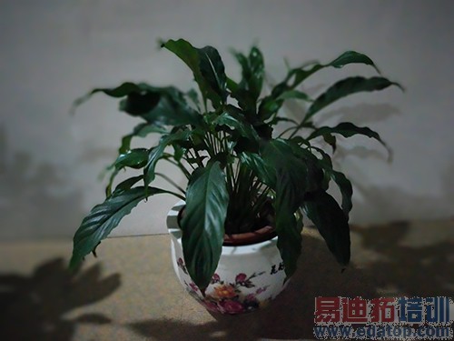 ��Ϊ��ҫ6Plus�������⣺��ýʢ�� ����MX4 Pro����