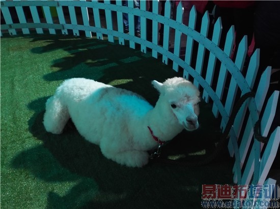 ��˼о�ȼ��ͨ���� ����MX4 Pro������������Ϊ��ҫ6Plus����