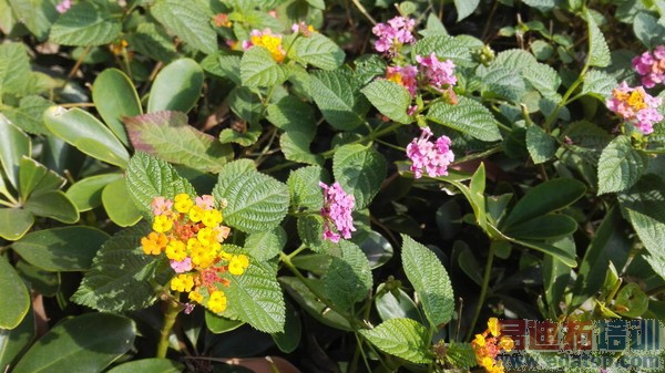 ��ҫ����4����