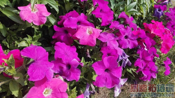 ��ҫ����4����